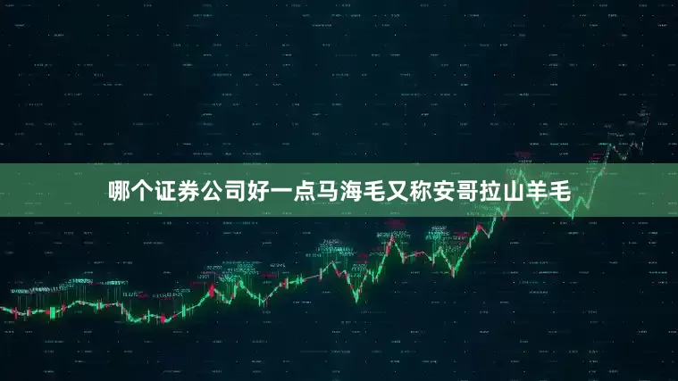 哪个证券公司好一点马海毛又称安哥拉山羊毛